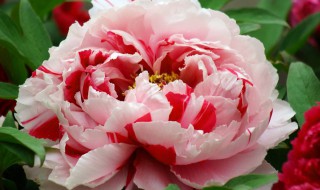 花中之王指的是什么花 花中之王指的是什么花?