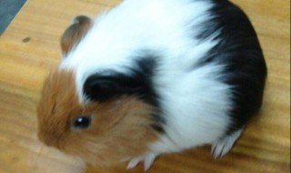 豚鼠饲养方法（豚鼠的饲养方法）