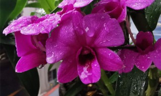 石斛兰的养殖方法（盆栽石斛兰的养殖方法）