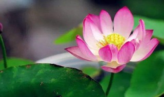 令箭荷花的养殖方法和注意事项（令箭荷花的养殖方法和注意事项视频）