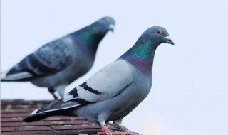 鸽子分公母方法大全