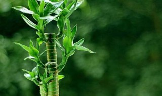 富贵竹水养技巧 富贵竹水养技巧啤酒