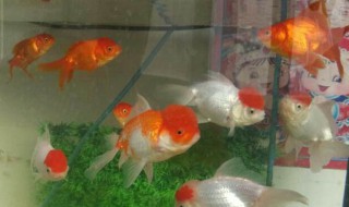 鱼缸水发黄的解决办法（鱼缸水发黄的解决办法 沉木）