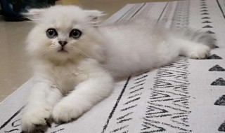 驱赶猫长期有效好办法 驱赶猫长期有效好办法汽车