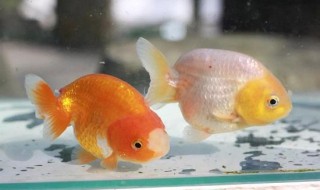 兰寿金鱼饲养技巧（兰寿金鱼饲养技巧如何辨别吃没吃饱）
