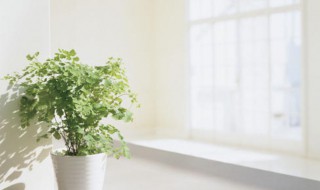 科学去甲醛的最好办法（科学去甲醛的最好办法去除甲醛）