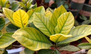 花叶子老是发黄怎么办 花叶子老是发黄咋办