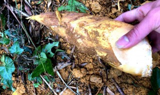 挖冬笋技巧绝招（挖冬笋技巧绝招视频2）