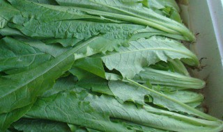 油麦菜种植方法（油麦菜种植方法和温度）