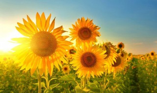 笑容励志句子（笑容励志句子短句）