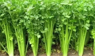 芹菜的种植方法和时间（夏季芹菜的种植方法和时间）