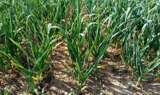 大蒜的种植方法和时间 大蒜的种植方法和时间高清视频