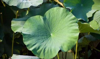 荷叶减肥的具体方法（荷叶减肥的具体方法用荷叶怎么减肥）