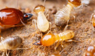 如何消灭床上小黄家蚁 如何消灭床上小黄家蚁窝