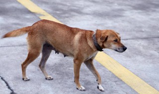 狗和虎相配婚姻如何 狗和虎相配婚姻如何属相合吗