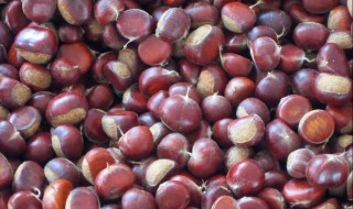 生板栗如何保存 生板栗如何保存方法