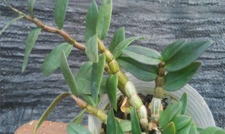 石斛如何吃好（石斛如何吃好吃又营养）