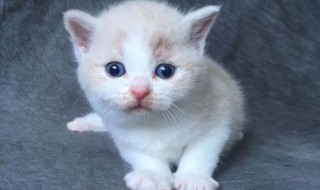 小猫不吃东西怎么办 刚买回来的小猫不吃东西怎么办