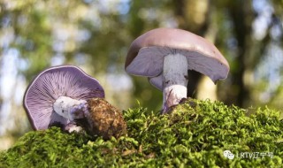 四点钟蘑菇醒了什么意思（四点钟蘑菇醒了什么意思开车）