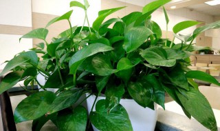 绿萝吸甲醛（绿萝吸甲醛真有效果吗）