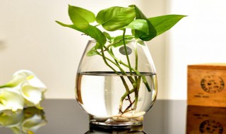 绿萝肥料淘米水 绿萝肥料淘米水和啤酒浇