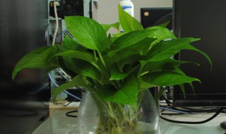 自制绿萝营养液 自制绿萝营养液的方法和配方