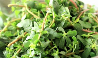 马齿苋祛痘方法（祛痘印排行榜第一名）