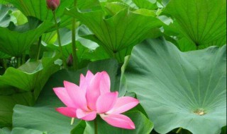 新鲜莲叶怎么保存（新鲜莲叶怎么保存不会坏）