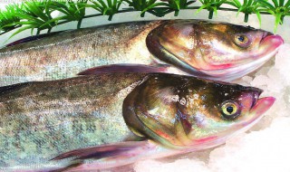 新鲜鲢鱼怎么保存 鲢鱼怎样存放