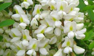 洋葵花怎么保存 洋葵花怎么吃