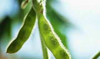 毛豆怎么保存种子（毛豆怎么储存?）