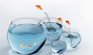 金鱼缸怎么选择氧气泵 金鱼缸加氧泵是多少钱呢