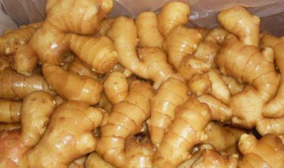 现挖生姜怎么保存（挖的生姜怎么保存?）