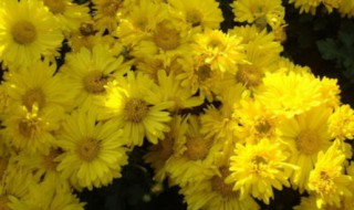 菊花怎么选择好的菊花（菊花如何选择好坏）