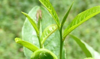 新手怎么选择茶叶 新手如何选茶