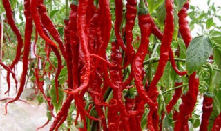 辣椒怎么风干保存 辣椒如何风干储存