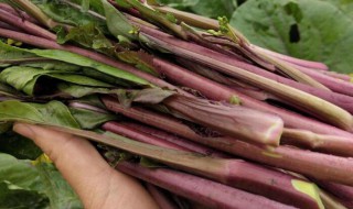 红菜苔种植时间和方法 十月红菜苔种植时间和方法