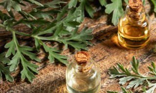 艾草如何做香薰 艾草如何做香薰用