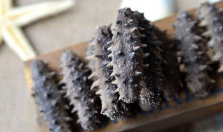 海参的好坏如何鉴别 海参好不好怎么看