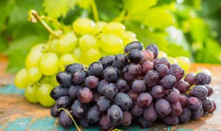吃葡萄的好处与坏处 孩子吃葡萄的好处与坏处
