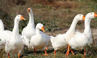 鹅的养殖方法和技术（鹅的养殖方法和技术视频教程）