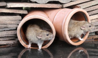 如何让老鼠自动离开 如何让老鼠自动离开抽油烟机