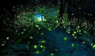 萤火虫为什么会发光呢（萤火虫为什么会发光呢30字）