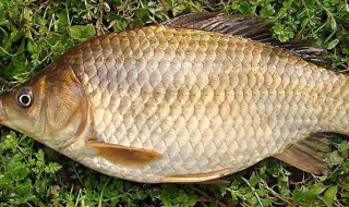 鲫鱼吃什么食物（鲫鱼吃什么食物生长快）