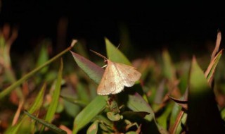 为什么不能打死飞蛾 为什么不能打死飞蛾灵性