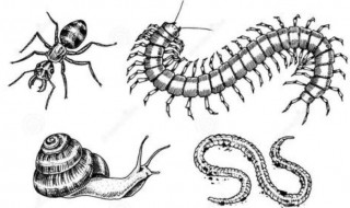 蜈蚣为什么会爬到床上（蜈蚣为什么会爬到床上 要换床单吗）