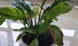 家里为什么不能放白掌 家里为什么不能放白掌盆