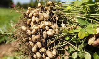 花生为什么叫落花生（花生为什么叫落花生它有什么用途）