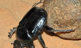 屎壳郎为什么要推粪球 屎壳郎为什么要推粪球的读后感