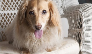 狗可以吃鸡蛋吗（泰迪狗可以吃鸡蛋吗）